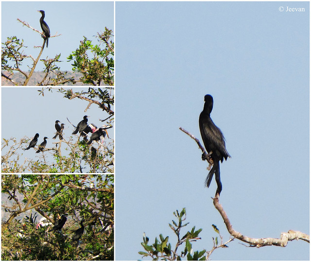 Little Cormorants