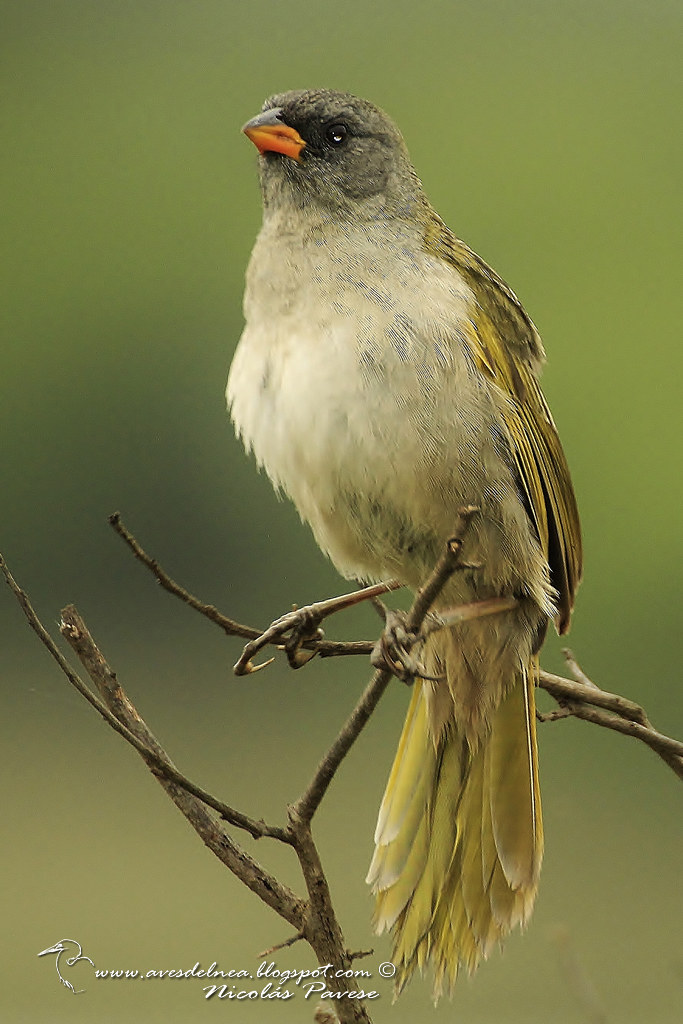 Verdón (Great pampa Finch) Embernagra platensis