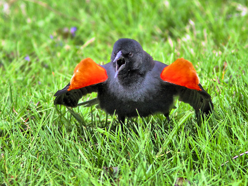 Red-winged Blackbird singing HDR 2-20160420
