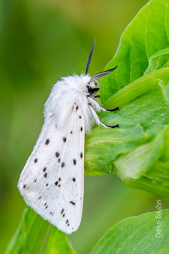 white macro nature insect close ermine arctiidae spilosoma lubricipeda