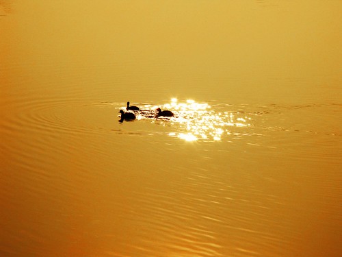 sunset orange water reflections stars lagoon grebe openair albarella littlegrebe caleri