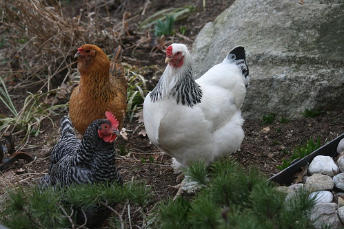 chickens in the garden IMG_4894