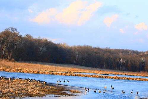 county canada geese cardinal reis iowa larry marsh winneshiek