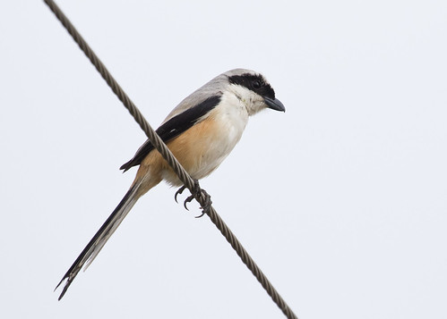 longtailedshrike indianbirds