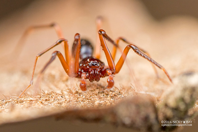 Spiny-legged sac spider (Teutamus sp.) - DSC_5846