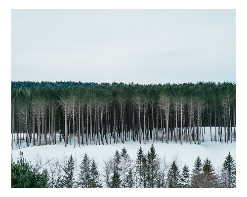 trees winter snow canada rural forest landscape landscapes woods quebec