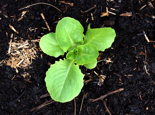 Lettuce start by Eve Fox, the Garden of Eating, copyright 2016