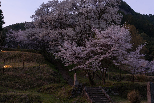 sunset japan cherry temple 桜 寺院 夕景 奈良県 宇陀市 仏隆寺 千年桜