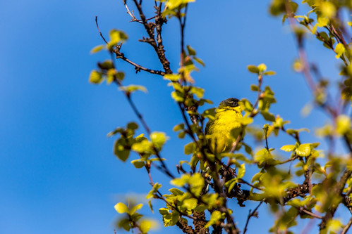 yellowwagtail motacillaflava gulerle wagtails erler ørnoddbekken fugleturjuni2015