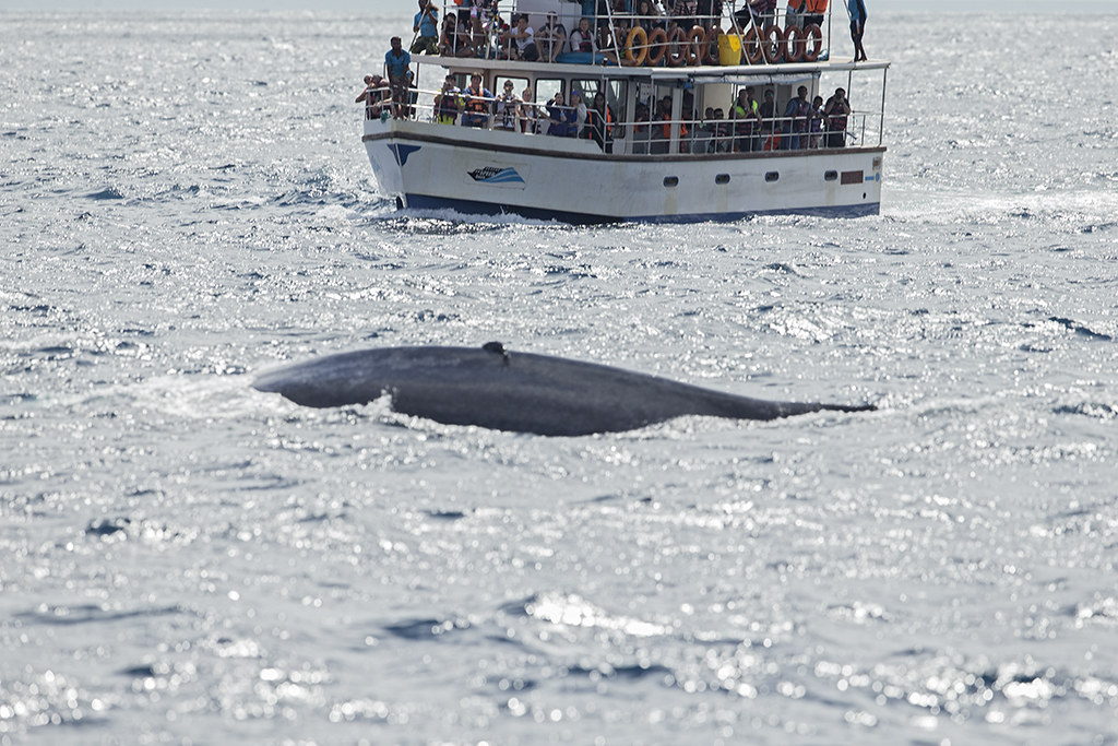 Whale watching    Sri Lanka