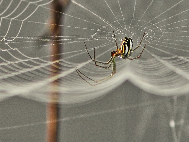 Spider in orb crop 20160109