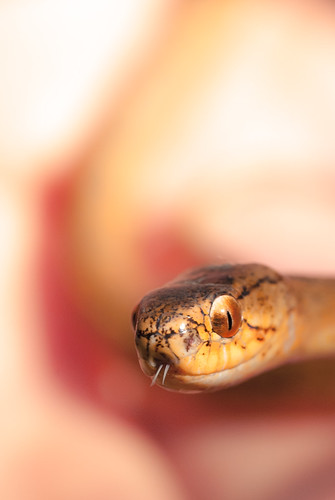 thailand snake wildlife slug d80 benmarshall sakaeratbiospherereserve