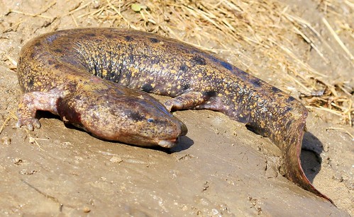 county river reis iowa upper larry mudpuppy necturus allamakee maculosus