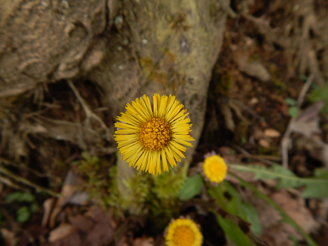 Coltsfoot is signals the beginning of spring at Hungry Mother State Park, Virginia