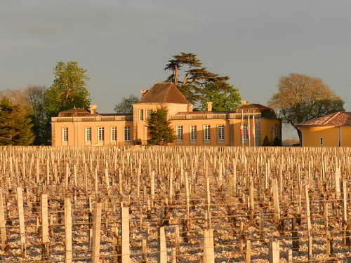 vignes vignoble château saintestèphe gironde médoc châteaulafonrochet