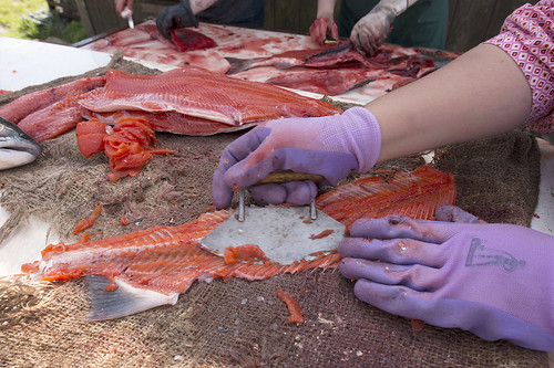 Estelle Thomson, a traditional healer at the Dena'ina Wellness Center, shows senior fish campers how to harvest all of the meat from bones removed from a red salmon.