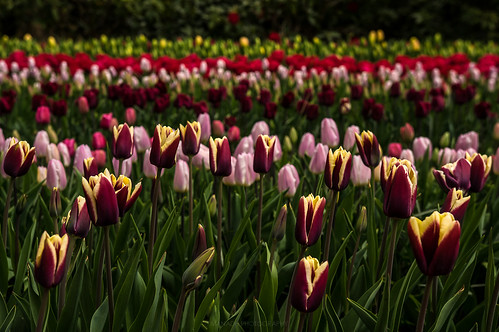 Tulips, Holland