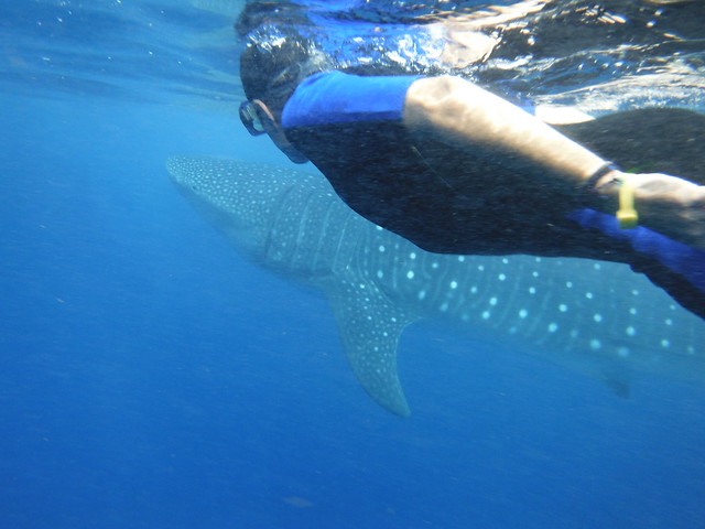 Nadando con el tiburón ballena... 