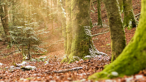trees light forest sunrise automne de switzerland soleil suisse lumière arbres neige fribourg sunbeam forêt ch sapin rayons feuille vuisternensdevantromont