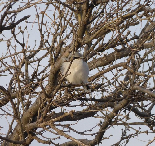 arizona birds aves loggerheadshrike shrike laniusludovicianus