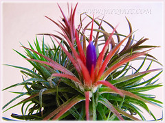 Tillandsia ionantha (Tilly, Air Plant, Blushing Bride, Sky Plant): second flowering with vibrant purple protrusion, Dec 26 2015