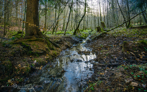 trees tree green nature water forest river nikon outdoor natur bach wald bäume