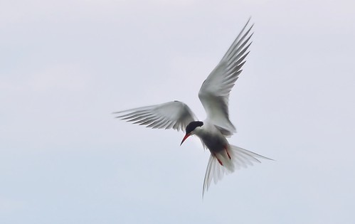 bird nature birds flying tern