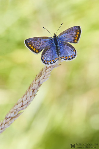 butterfly mariposa commonblue caerulea polyommatusicarus