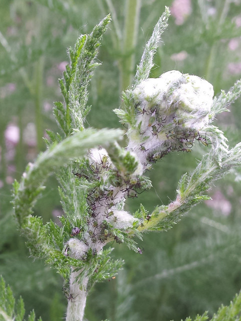 green aphids covering yarrow buds
