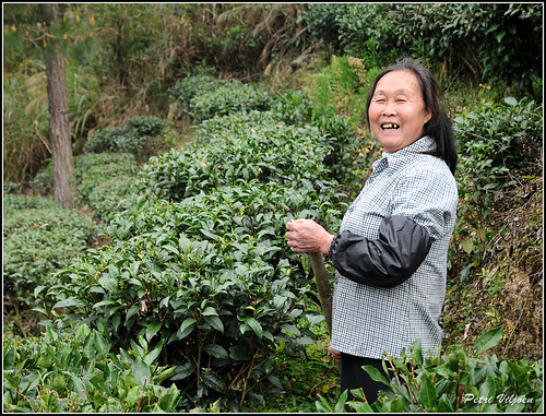 china tea outdoor plantation worker guangxiprovince zhaoping nikond300