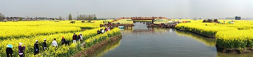 flowers yellow 油菜花 2016 全景 兴化