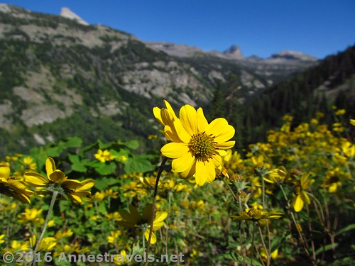 Wildflowers while ascending the Stairway to Heaven, Jedediah Smith Wilderness / Grand Teton National Park, Wyoming