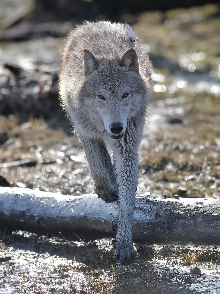 Gray Wolf stalking
