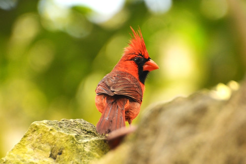red nature rouge cardinal yucatan mexique oiseau faune cardinalrouge