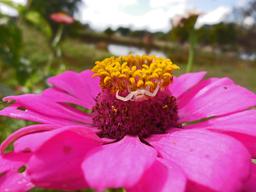 pink flowers plants thailand spiders arachnids asteraceae chiangrai wiangchai