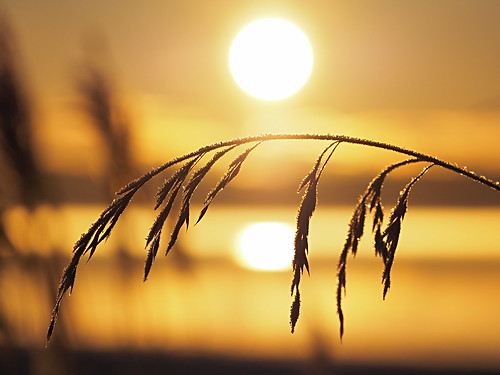 winter sea sun reed sunrise reflections frost sweden olympus omd em1 nacka
