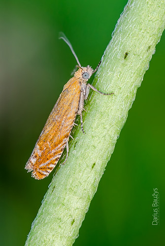 detail macro nature insect close moth drugys oranžinė lathronympha strigana latronimfa