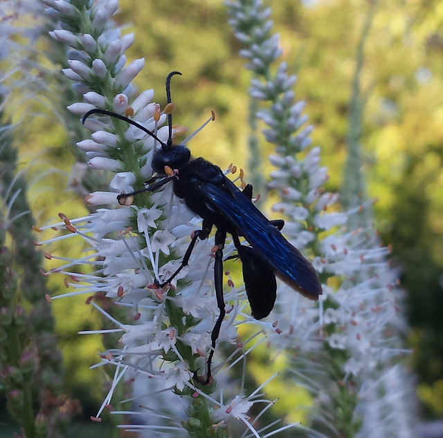 very big wasp with its wings folded behind, holding tightly to culver's root