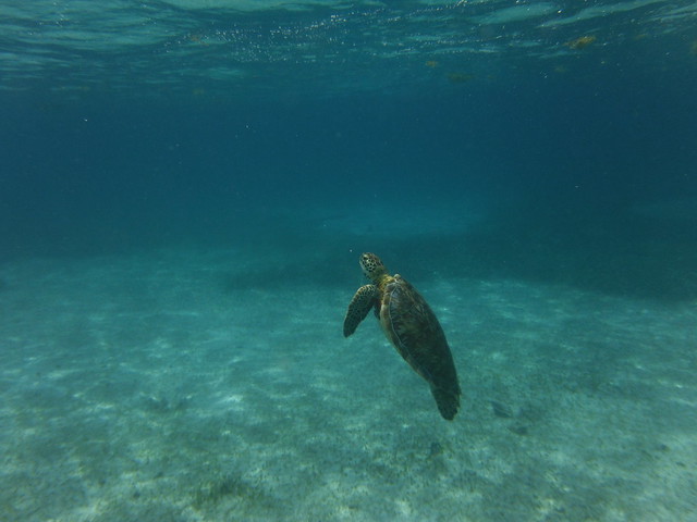 Nadando con tortugas...