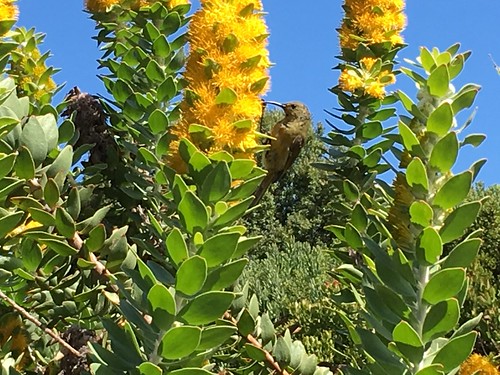 Kirstenbosch Sunbird
