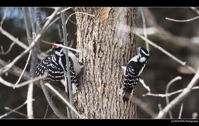 Downy Woodpeckers (Picoides pubescens)