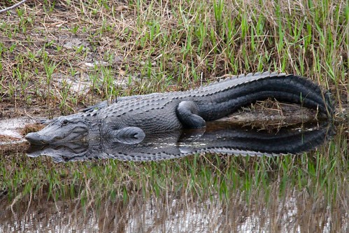 reflection water river georgia sill reptile wildlife alligator national swamp okefenokee refuge suwannee