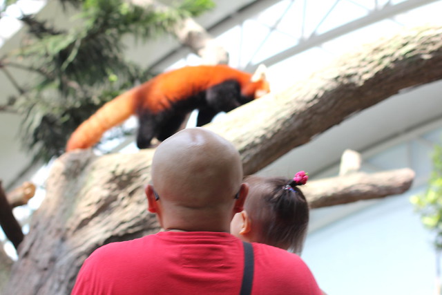 Singapore River Safari red panda and family