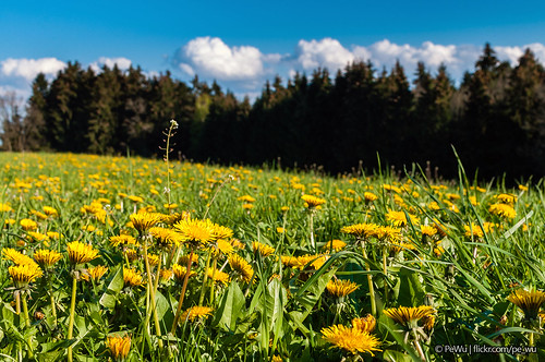 blue sky sun flower green clouds forest austria spring