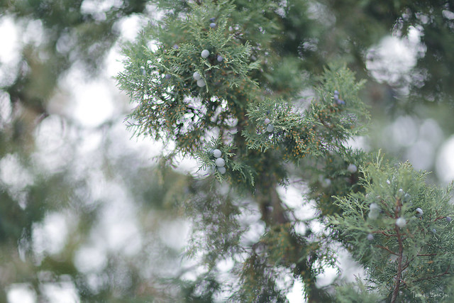 juniperus of Noviy Svit 01