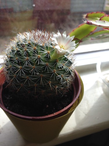 Cactus bloom!
