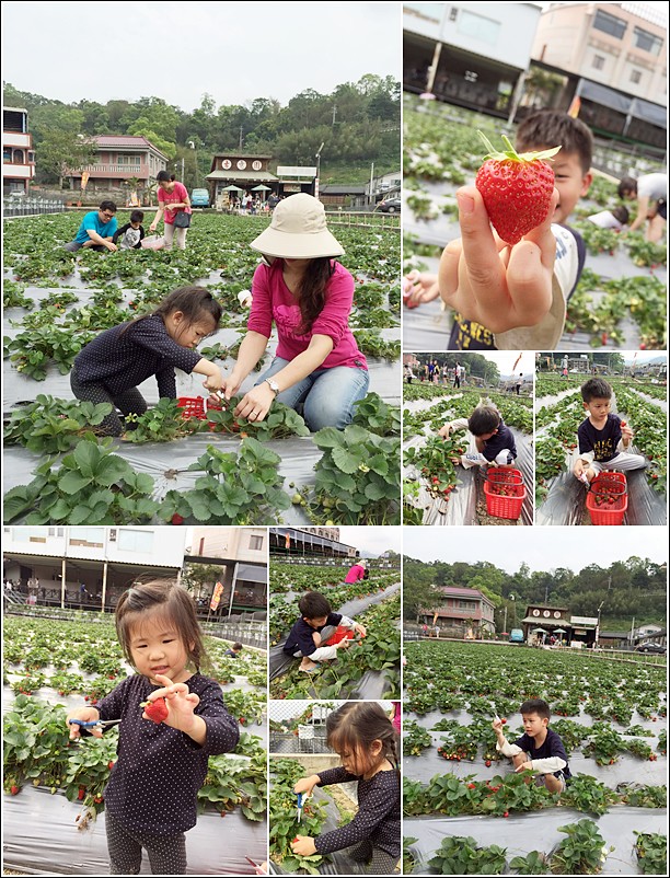 picking strawberry
