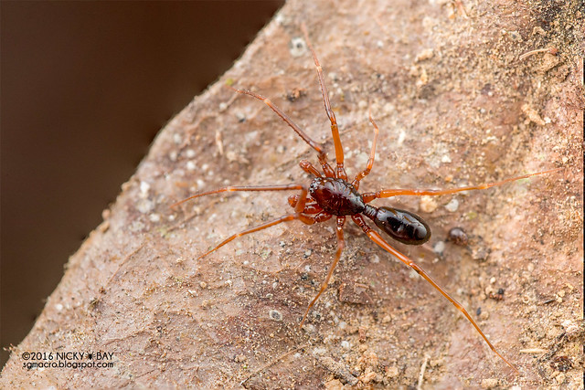 Spiny-legged sac spider (Teutamus sp.) - DSC_5853