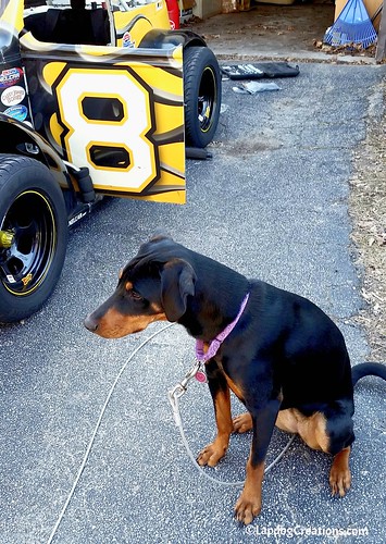 Penny Has Stepped up to the role of Chief Crew Dog #8 #USLegends #HooliganMotorsports ©LapdogCreations