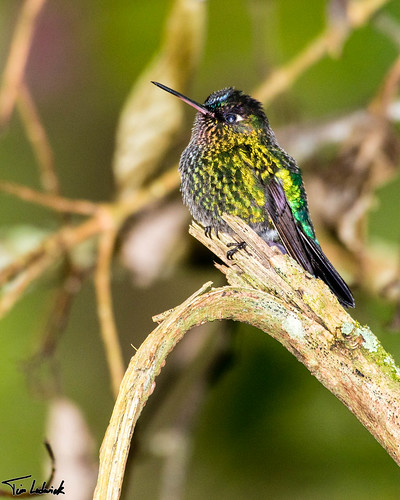 bird hummingbird pa panama cerropunta fierythroatedhummingbird chiriquí losquetzalescabins